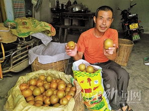 突破農副產品銷售瓶頸 果香不怕巷子深